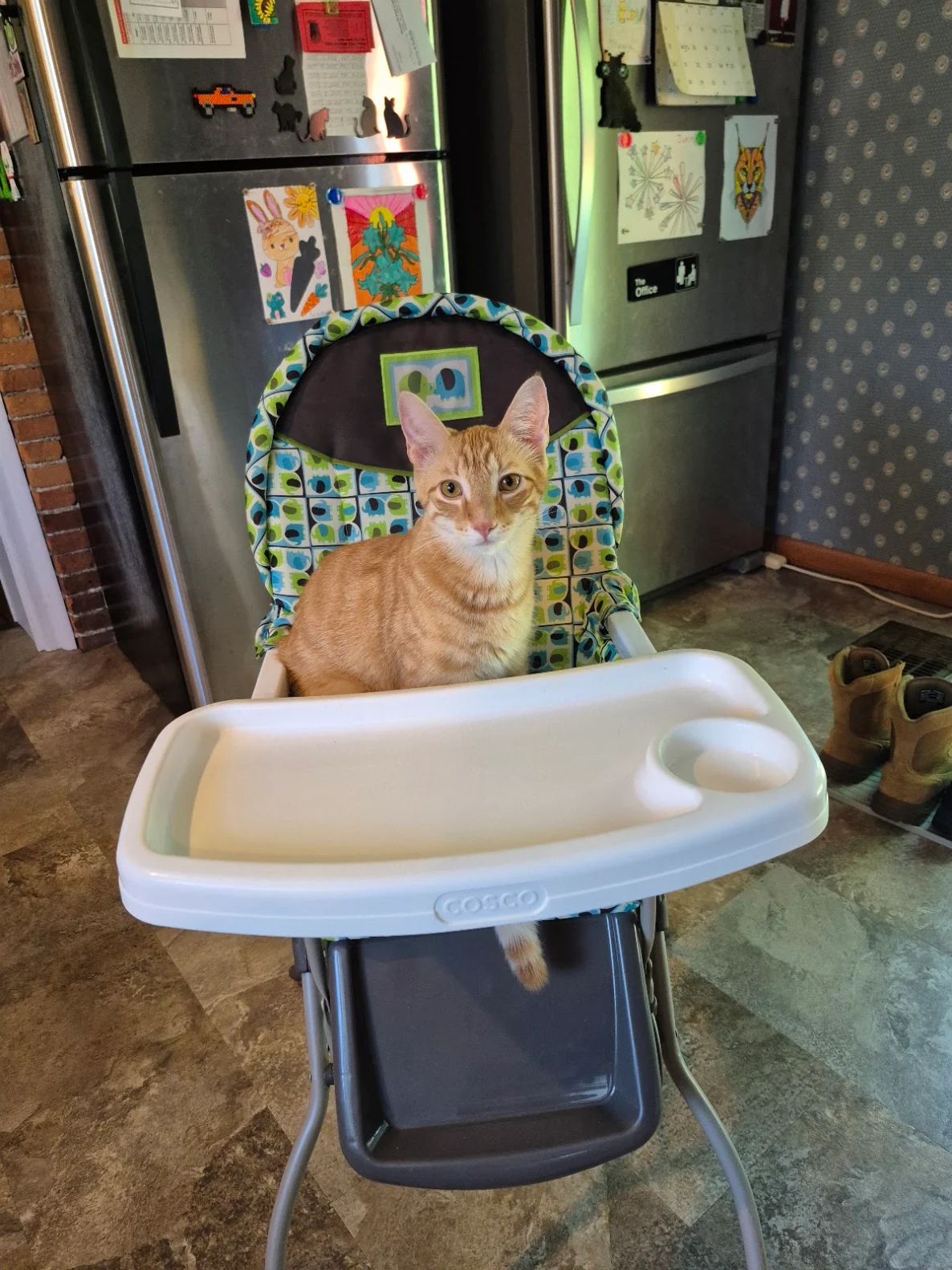 Skippy in their adoptive home